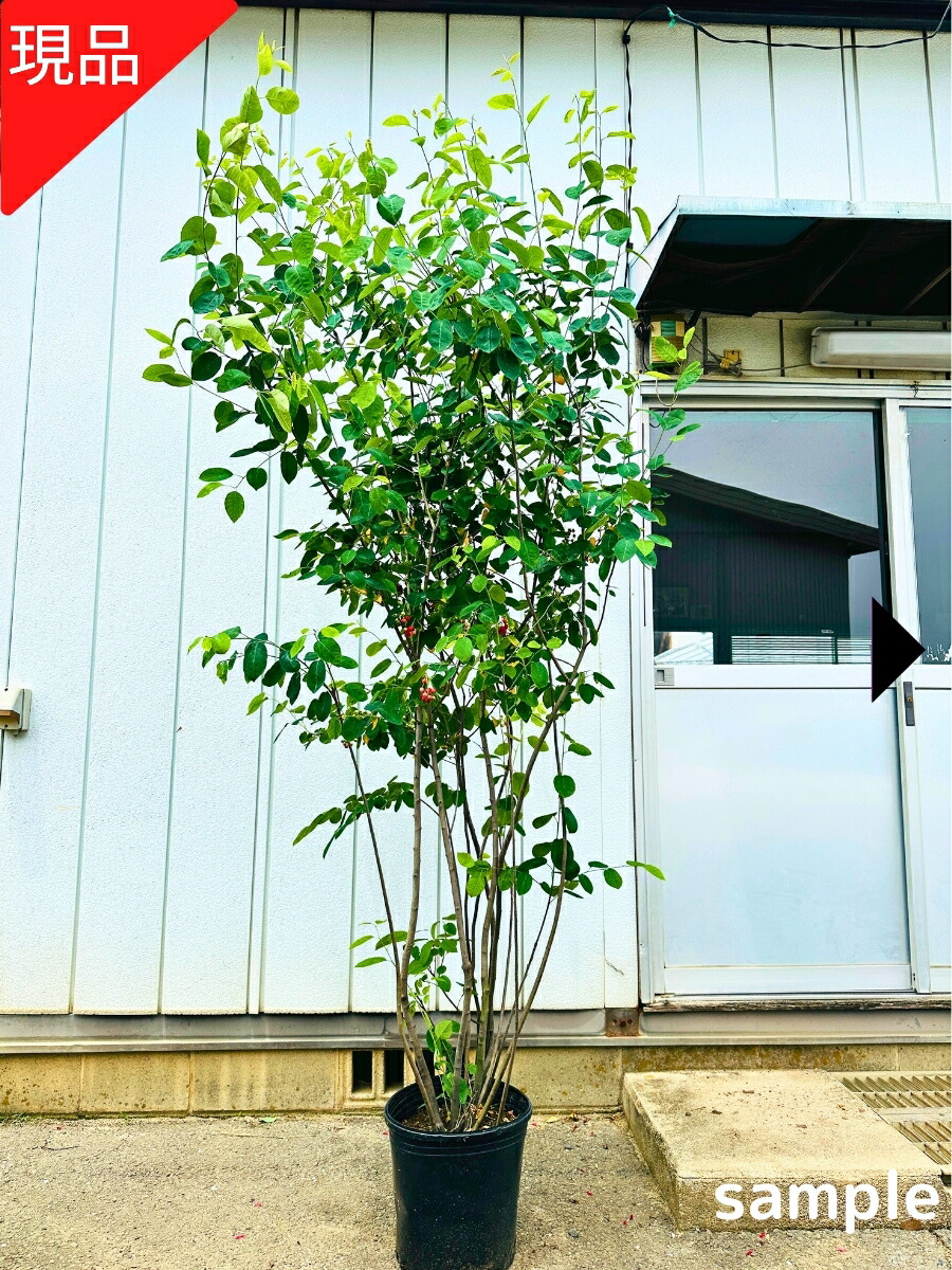 【現品送りとどける】ジューン木ノ実 株立ち 樹高2.2-2.4m(鉢底から）記号天然木 苗 若木 庭木 植木 落葉樹 落葉天然木【貨物輸送無料】