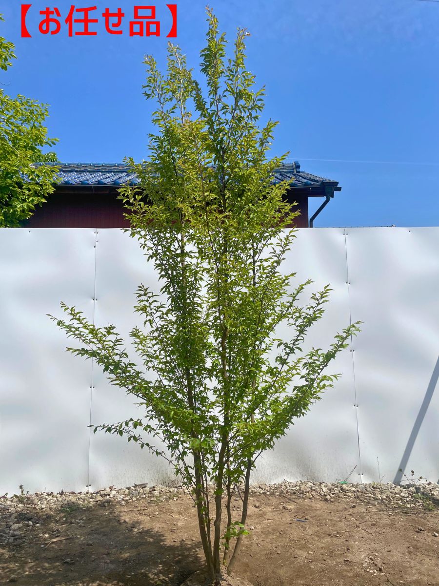 楽天市場】ニオイシュロラン(ドラセナ) グリーン樹高1.5m前後(根鉢含ま