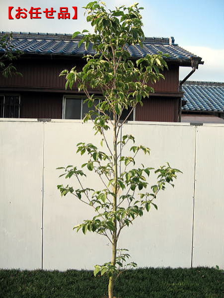 楽天市場 ハナミズキ 白花樹高2 0m以上 根鉢含まず シンボルツリー 庭木 植木 落葉樹 落葉高木 送料無料 ぐりーんぐりーん