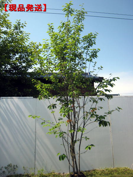 楽天市場 現品発送 ジューンベリー樹高2 4 2 6m 根鉢含まず シンボルツリー 庭木 植木 落葉樹 落葉高木 ぐりーんぐりーん