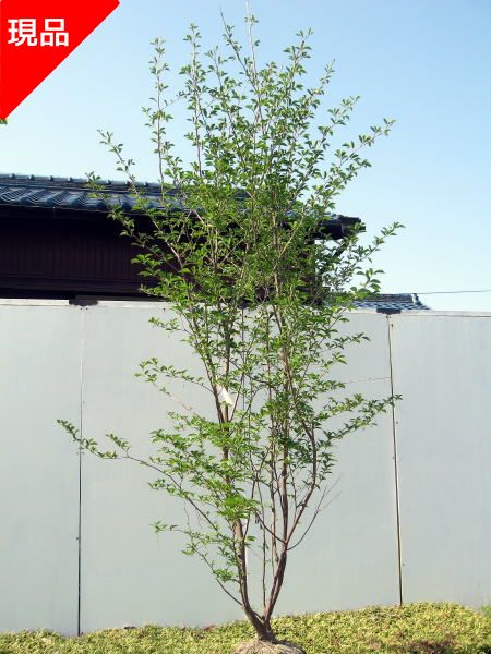 楽天市場】エゴノキ 株立樹高2.0m前後(根鉢含まず）シンボルツリー 