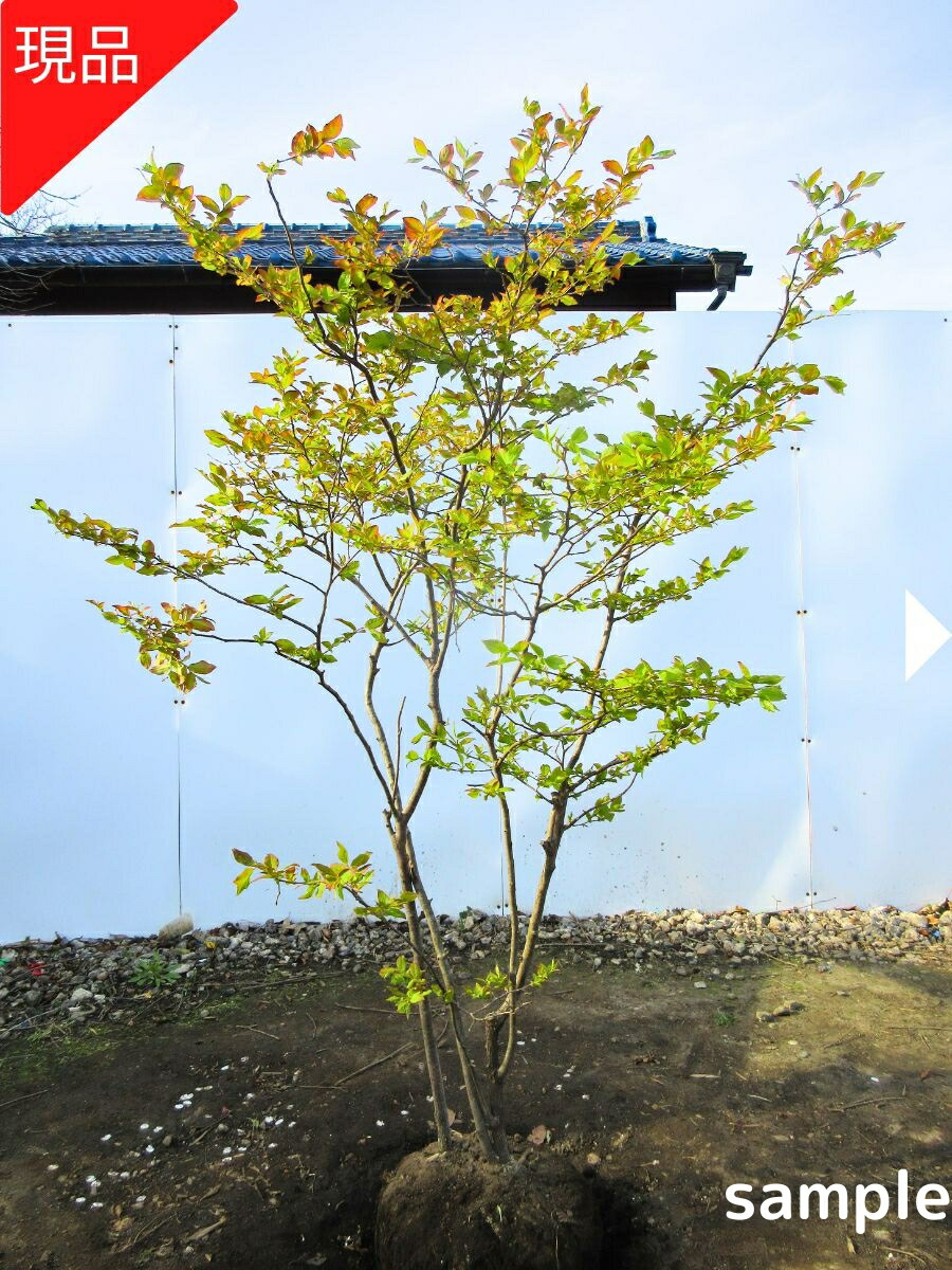 【現品発送】ナツハゼ 株立ち 樹高1.4-1.6m(根鉢含まず) 夏櫨 苗木 苗 シンボルツリー 庭木 植木 落葉樹 落葉低木【送料無料】|ぐりーんぐりーん