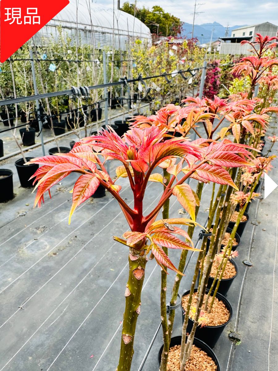 ネグンドカエデ抜き苗 ネグンドカエデ抜き苗 ネグンドカエデ抜き苗