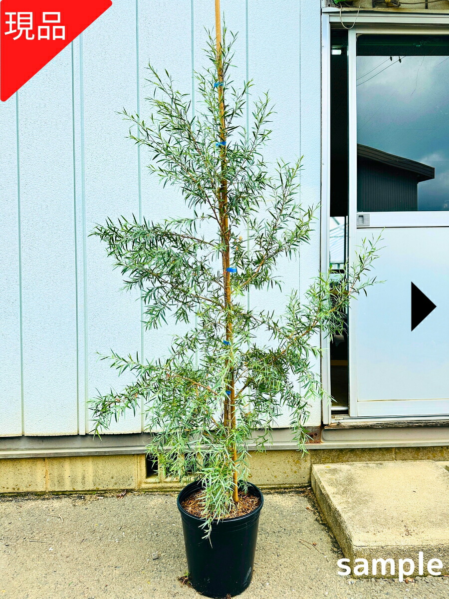 楽天市場】【現品発送】レモンティーツリー 9号樹高2.3-2.5m(鉢