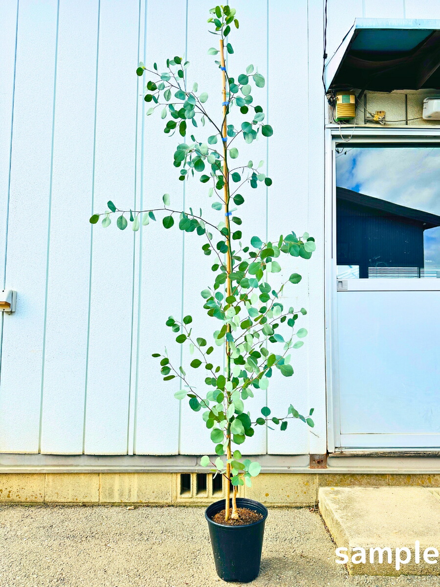 楽天市場】【現品発送】ユーカリ(ポポラス) 10号 樹高2.1-2.5m(鉢底