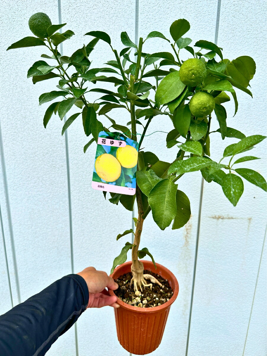 北の蝦夷 大実ハスカップ苗木　(蝦夷山葡萄苗木セット) 北の蝦夷 大実ハスカップ苗木 (蝦夷山葡萄苗木セット) 楽天市場】【大