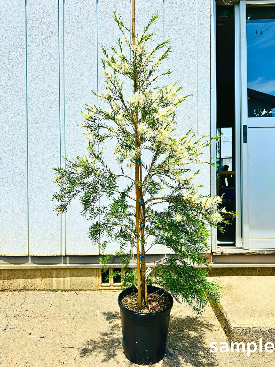 レプトスペルマム　シルバーティーツリー　鉢植え　苗木 レプトスペルマム シルバーティーツリー 【庭木 1 庭園樹木