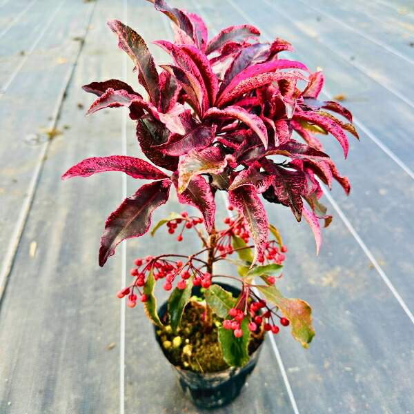 楽天市場】でかい 赤or白花 沈丁花 ジンチョウゲ 60cm以上(根鉢含まず