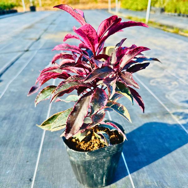 ユッカ・ グロリオサ ・バリエガータ 特大株 90cm10号鉢 斑入り 美株