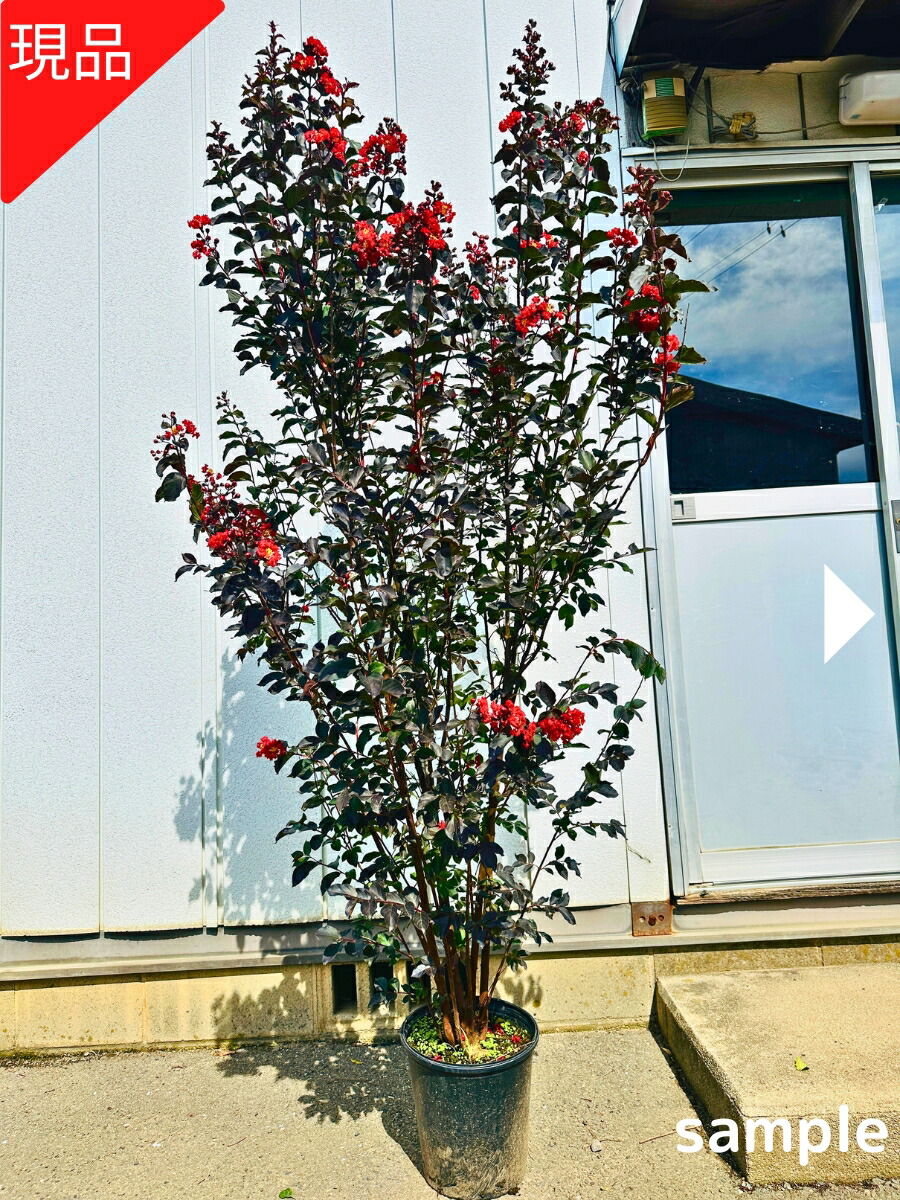 木材インテリア サルスベリ 🍂シマサルスベリの落ち葉 ⁡ 今朝、庭の掃除で集めた シンボル