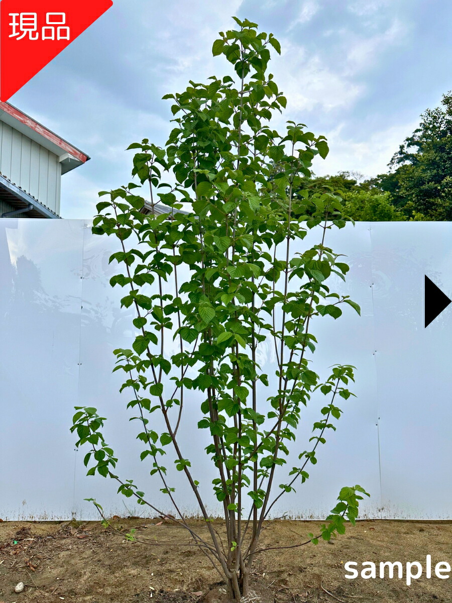 【現品送りとどける】ガマズミ 高さ1.7m-2.4m(根鉢含まず) 若木 苗 雑木 庭木 植木 落葉樹 落葉かん木