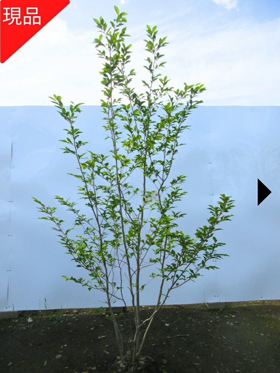 楽天市場】【現品発送】シロモジ 株立樹高1.5-2.0m(根鉢含まず