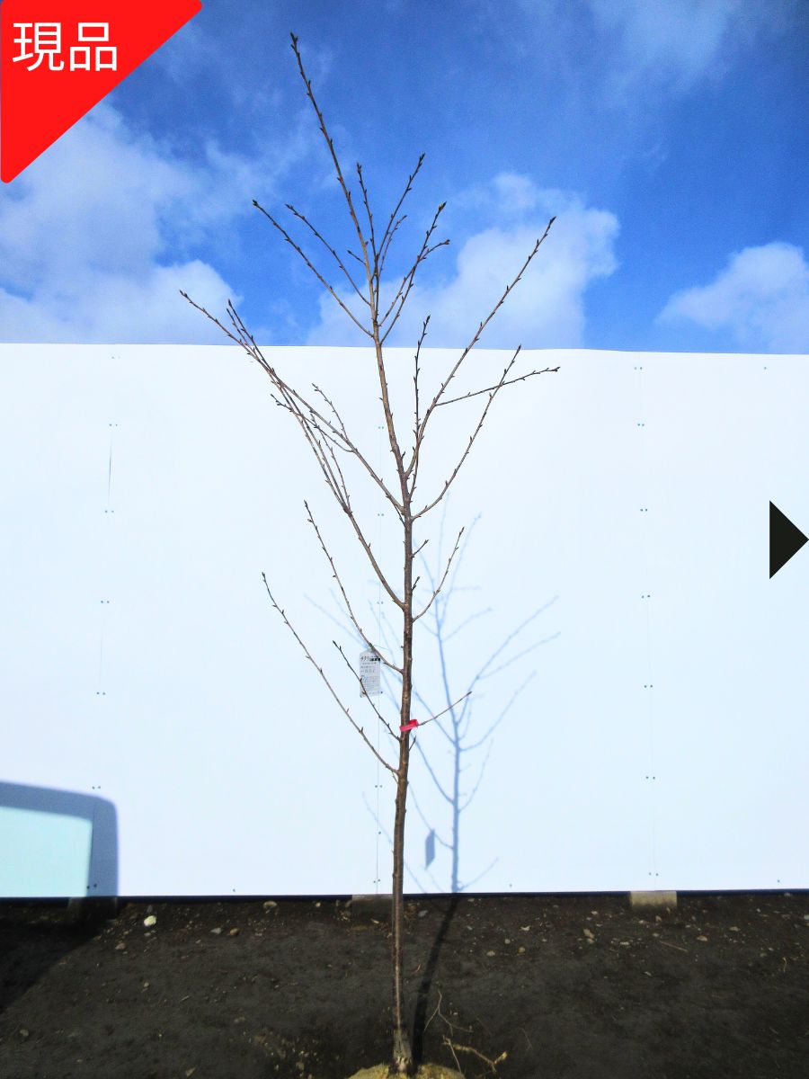 【現品発送】河津桜 カワヅザクラ 桜の苗木 樹高1.5-1.8m(根鉢含まず) さくらの苗木 記念樹 シンボルツリー 庭木 植木 落葉樹 落葉高木 早咲き品種