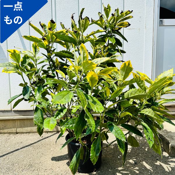 イチジクの木 greenx2_g0927