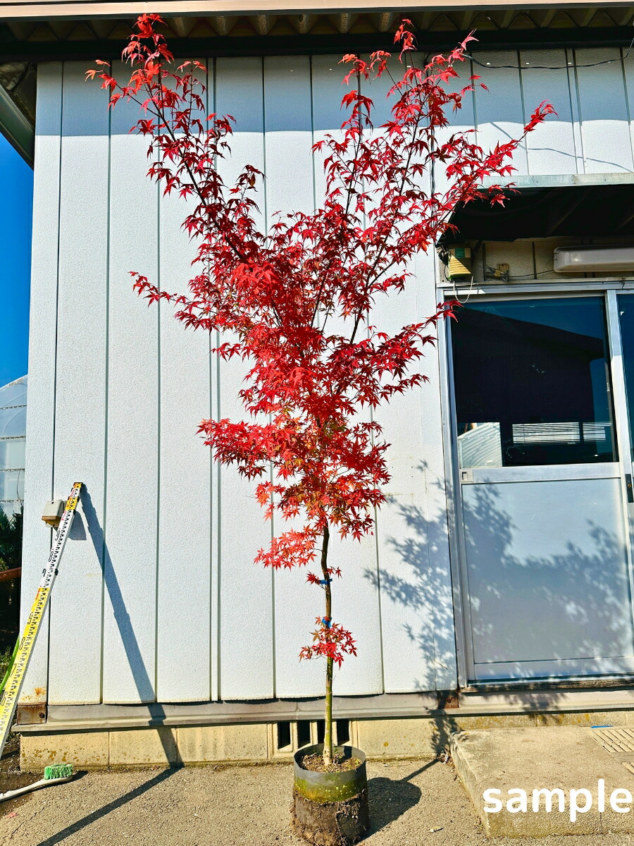 楽天市場】モミジ 桂(カツラ)樹高1.8m前後(根鉢含まず） カツラモミジ