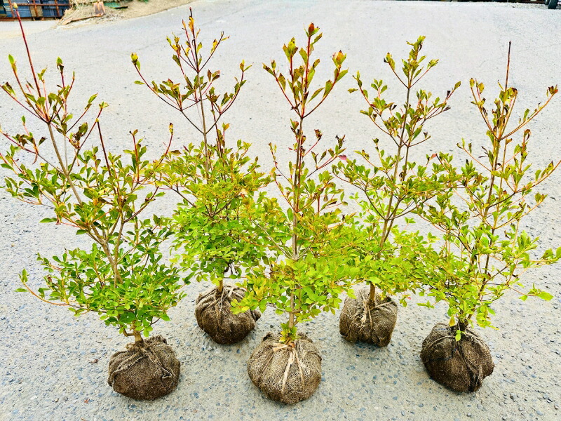 ドウダンツツジ　白花　2本セット/ 812 ドウダンツツジ 白花 2本セット 812 ドウダンツツジ 180cm- フェイク