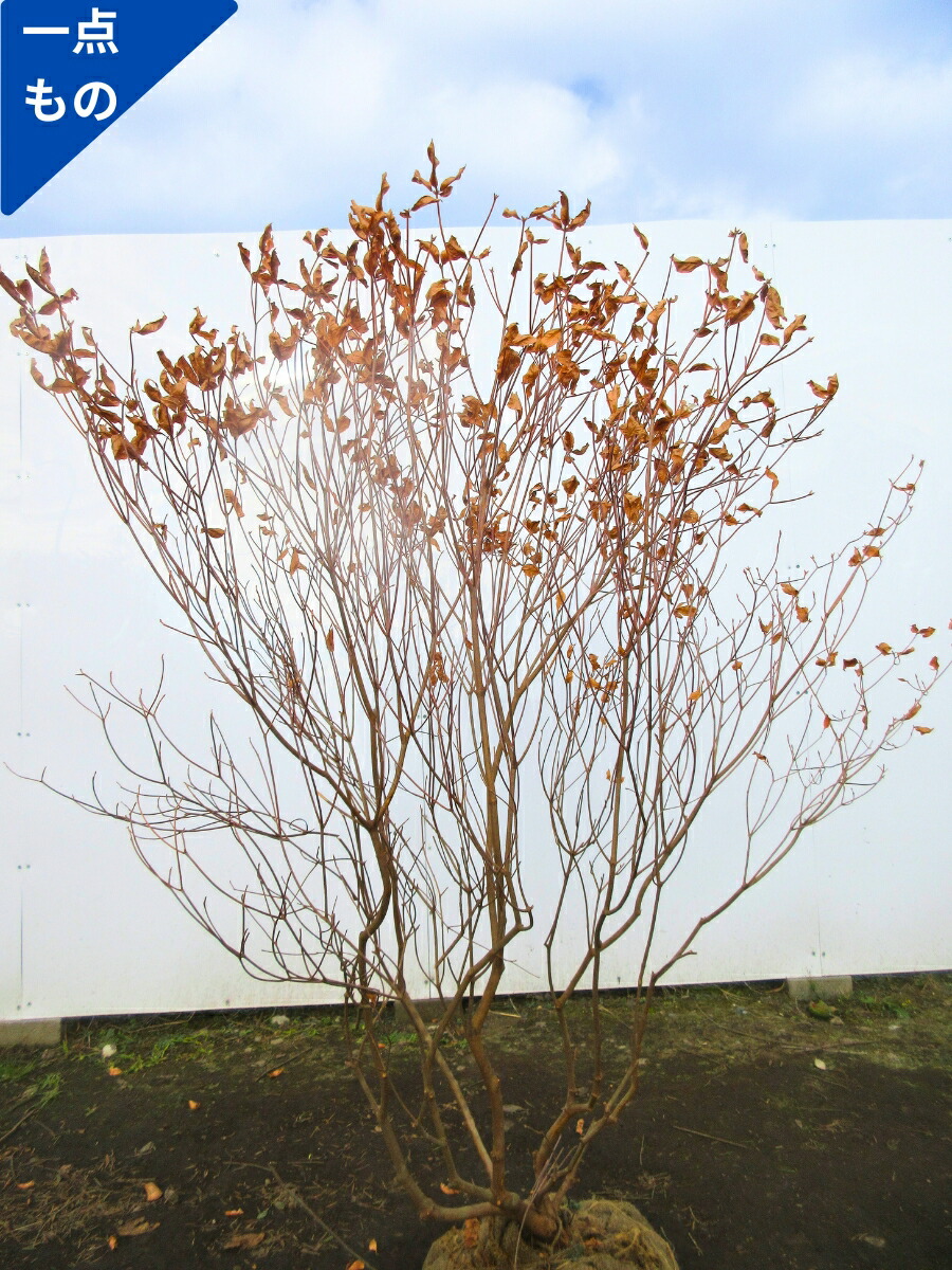 楽天市場】【現品発送】アカヤシオツツジ(赤八汐) 苗木 樹高約30cm