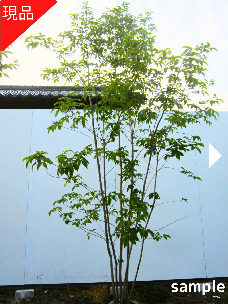 白樺　苗木　1.5メートル 落葉樹 青い鉢 植木 楽天市場】シマトネリコ 樹高1.5m以上(根鉢含まず) 株立ち