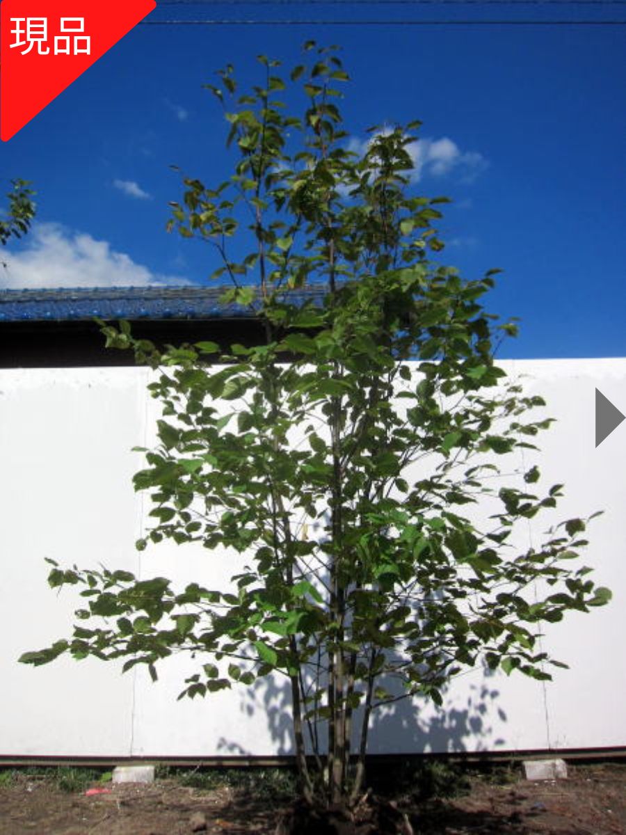 楽天市場】【現品発送】アカシデ(アカメソロ) 株立ち 樹高1.9-2.3m(根