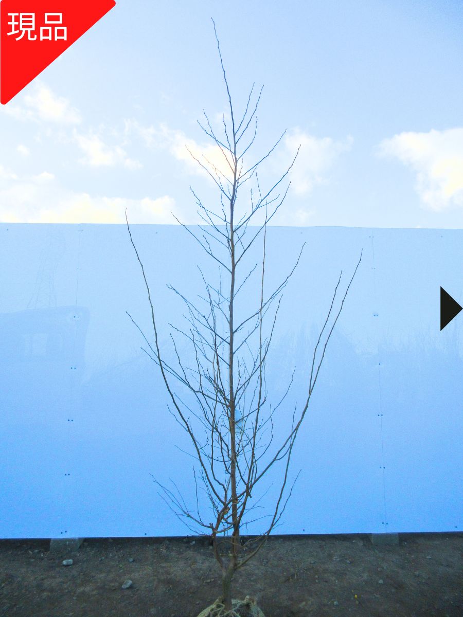 楽天市場】【現品発送】エゴノキ 株立ち 樹高2.4-2.5m(根鉢含ま