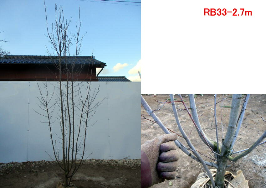 ジューンベリー ロビンヒル 本株立樹高2 3m 2 7m 植木 根鉢含まず 落葉樹 落葉高木 シンボルツリー 庭木