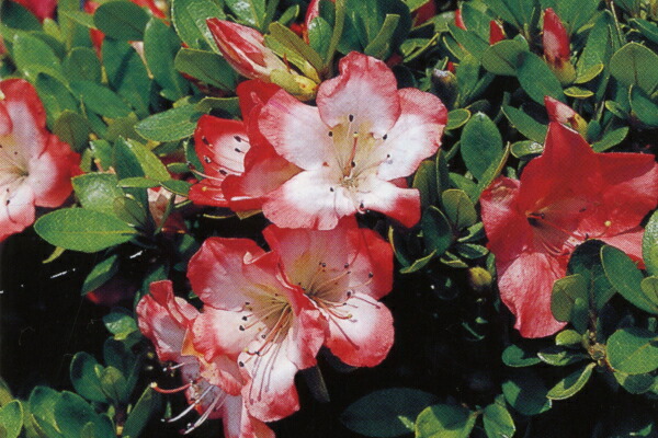 クルメツツジ/麒麟（キリン）大株【現品発送】管理70294 クルメツツジ/麒麟（キリン）大株【現品発送】管理70294 クルメツツジ