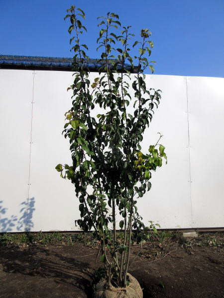 楽天市場】選べる品種フェイジョア アポロ・トライアンフ・マンモス