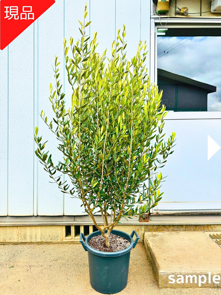 楽天市場】【現品発送】オリーブの木 樹高1.6-1.9m(鉢底から）8号