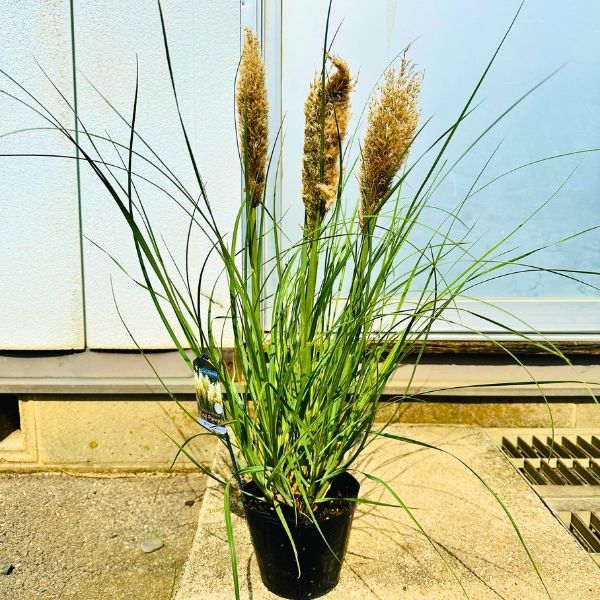 楽天市場】矮性パンパスグラス エビータ 4号ポット苗(J09) : 千草園芸