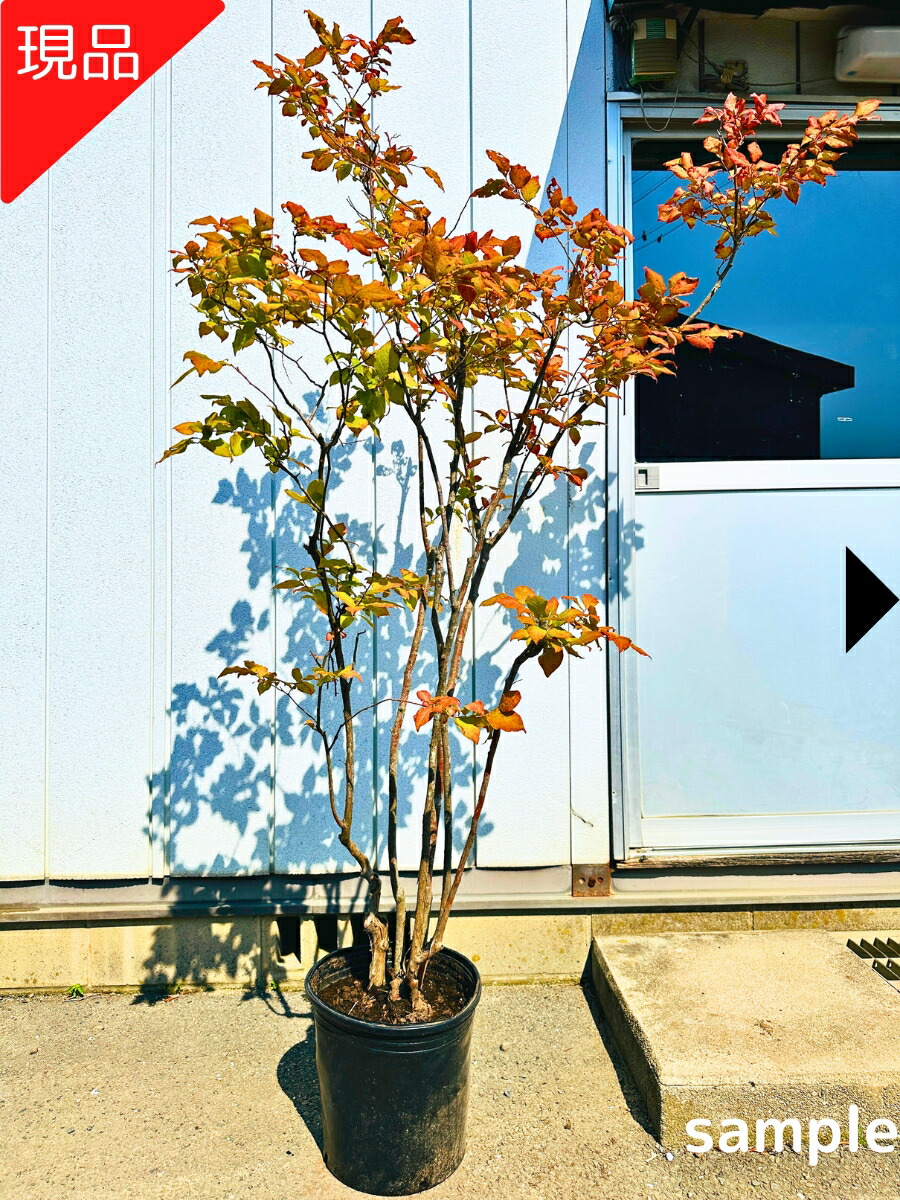楽天市場】【一点もの】ナツハゼ 夏櫨 樹高2.3m(根鉢含まず) なつはぜ