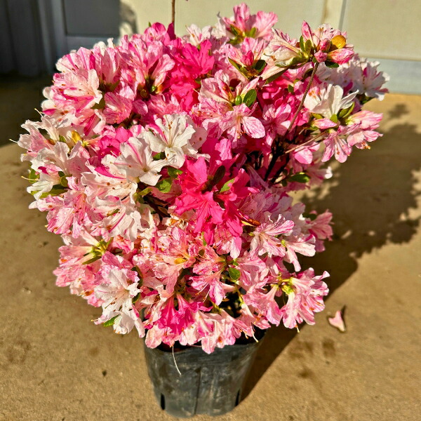 楽天市場】6本セットクルメツツジ(久留米ツツジ)麒麟(キリン)ピンク花