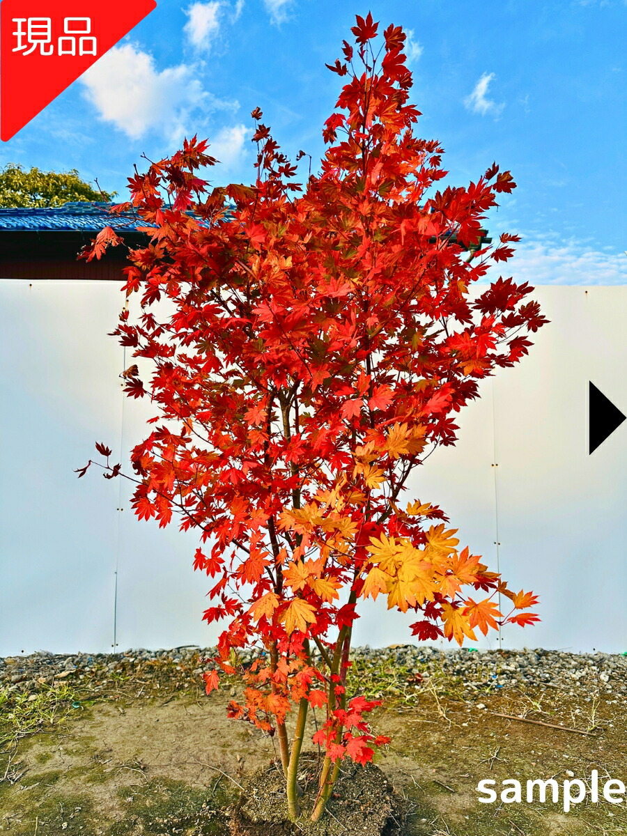楽天市場】【現品発送】コハウチワカエデ 株立ち 12号 樹高1.7-2.1m(鉢