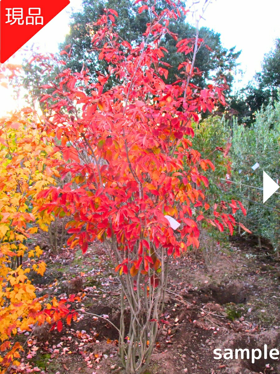 楽天市場】【現品発送】シロモジ 株立樹高1.5-2.0m(根鉢含まず