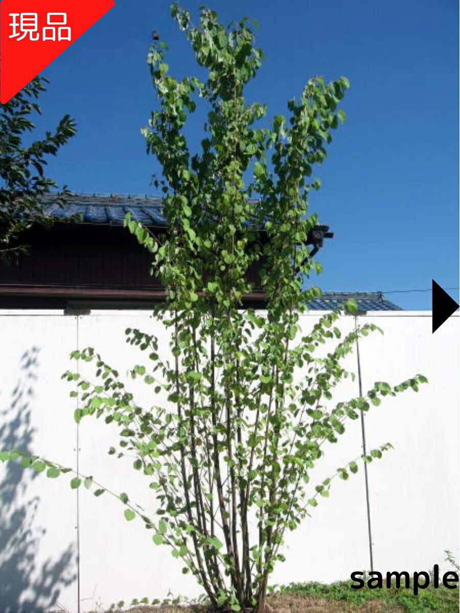 【現品送りとどける】カツラ 株立ち 樹高2.4-2.7m(根鉢含まず) 苗 若木 符帳天然木 庭木 植木 雑木 落葉樹 落葉天然木