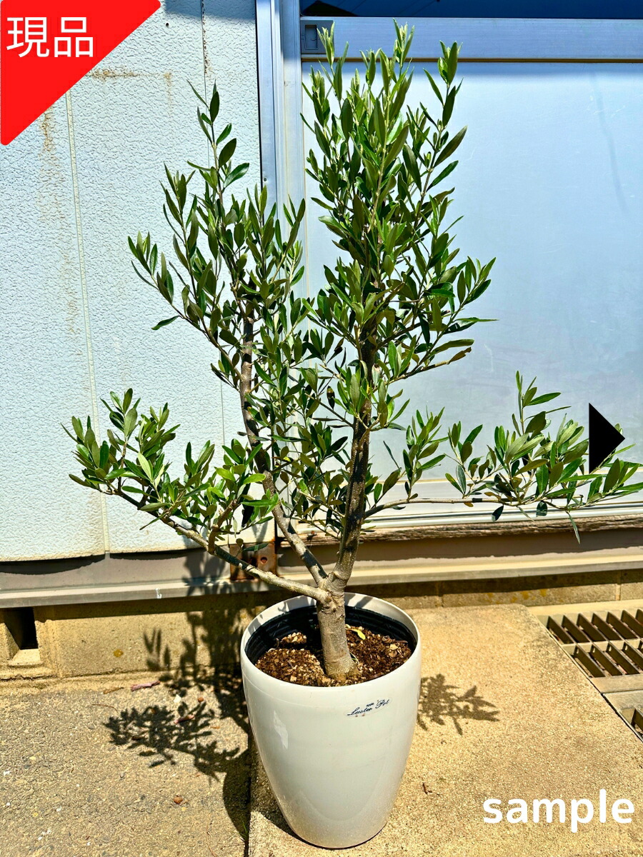 とりオリーブの木　【ルッカ】15号　特大苗木最高等級 とり様専用オリーブの木 【ルッカ】15号 特大苗木最高等級