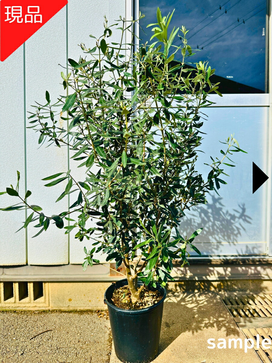 楽天市場】【一点もの】太いオリーブの苗木(ルッカ) 樹高2.1m(根