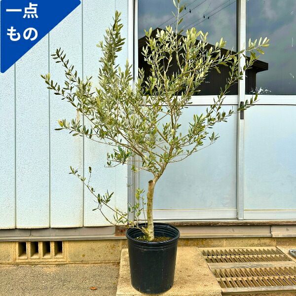 楽天市場】【現品発送】オリーブの木 樹高1.7m-1.8m(鉢底から)10
