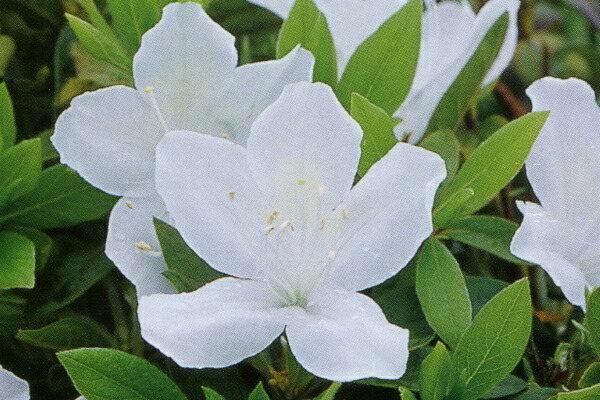12本仕掛ける 琉球ツツジ(リュウキュウツツジ)\u003cBR\u003e白花一重開花\u003cBR\u003e約0.3m(根鉢含む) 花木 庭木 植木半落葉樹 かん木【貨物輸送無料】