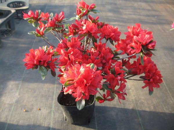 楽天市場】12本セットクルメツツジ(久留米ツツジ)麒麟(キリン)ピンク花