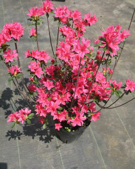 楽天市場】12本セットクルメツツジ(久留米ツツジ)麒麟(キリン)ピンク花