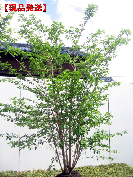 楽天市場】ハイノキ 株立樹高1.6m前後(根鉢含まず)シンボルツリー 庭木