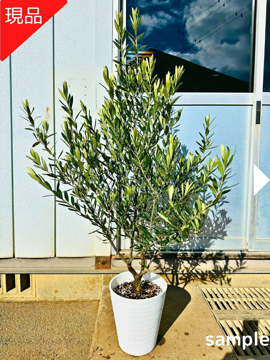 楽天市場】観葉植物 おりーぶ SOUJU（創樹）ブランド：オリーブの木*3