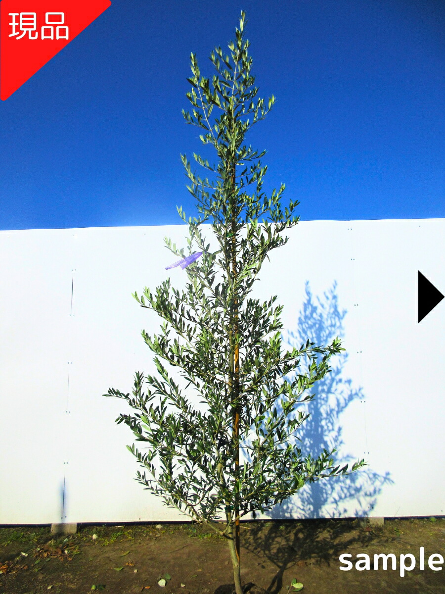 楽天市場】【現品】オリーブの木 ワッガベルダル 苗木 樹高約1.7m