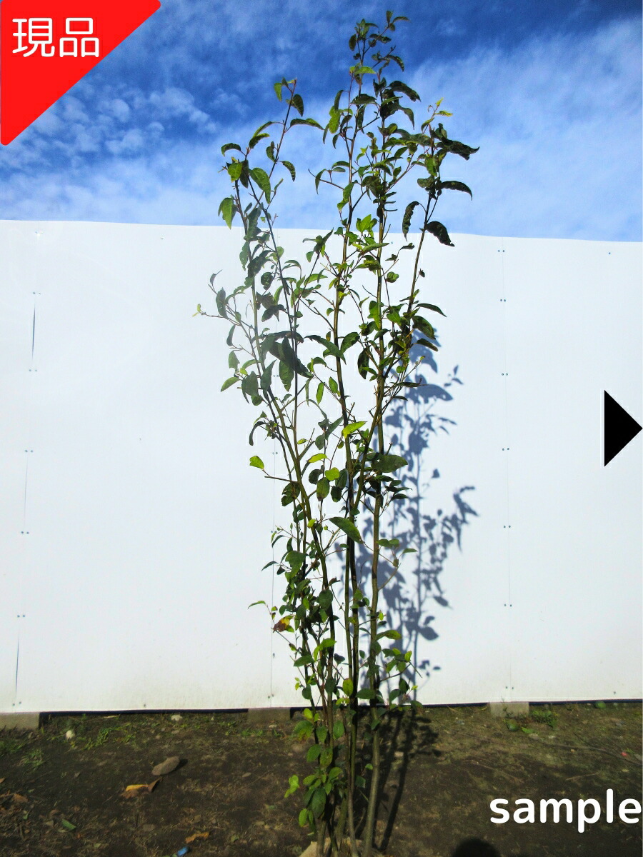 楽天市場】【クロモジ】 黒文字 自然樹形 樹高H≒190 × 枝張W≒100cm