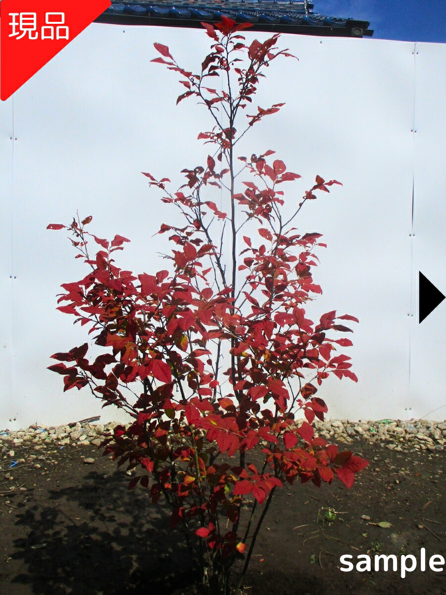 楽天市場】ナツハゼ 株立ち 樹高1.8〜2.0m前後(根鉢含まず) 単品