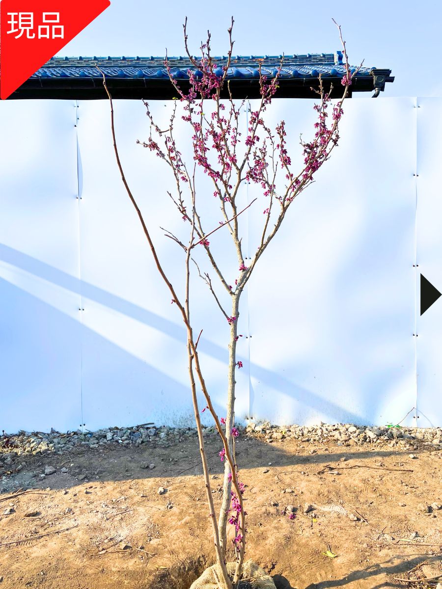 アメリカハナズオウ 　枝垂れ　トラベラー 紅葉 アメリカハナズオウ 枝垂れ トラベラー 紅葉