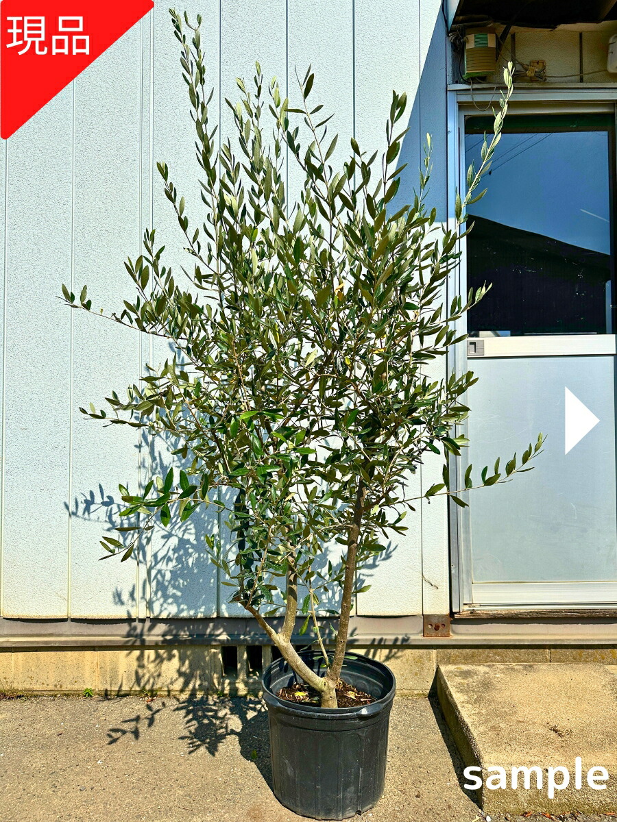 楽天市場】【現品発送】オリーブの木 セントキャサリン 苗木 10