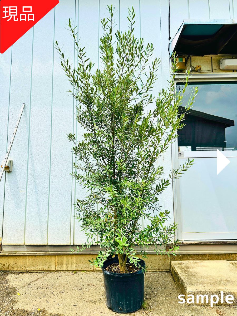 超希少　カラマタ　自根苗　オリーブの木　庭木　シンボルツリー　オリーブ 小倉園 オリーブ・カラマタ 接木 8号鉢 オリーブの木 鉢植え