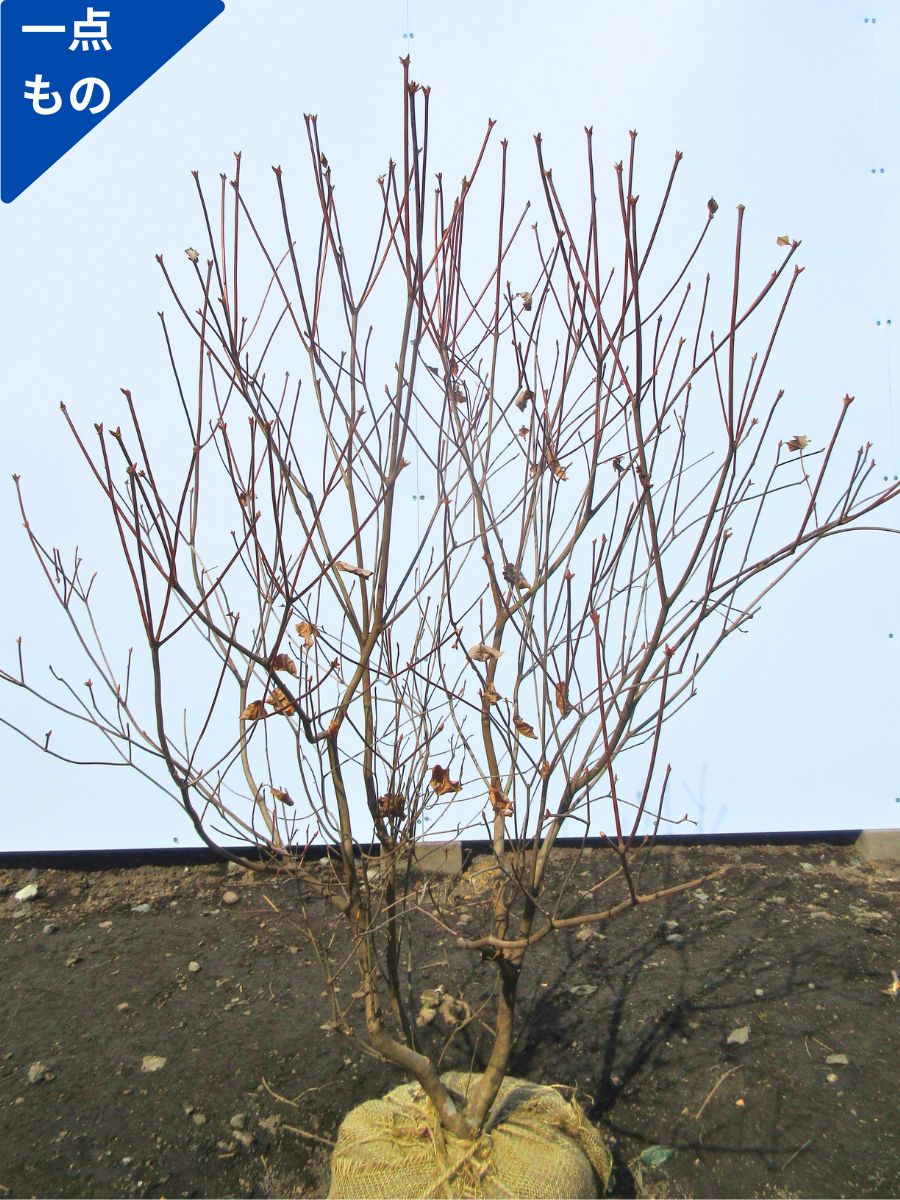 楽天市場】【一点もの】アカヤシオ(ヤシオツツジ）樹高1.0m(根鉢含まず