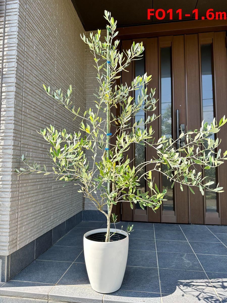 オリーブの木 約2.5メートル